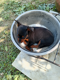 Pinscher nani
