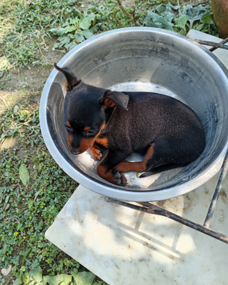 Pinscher nani