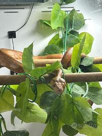 Corallus Hortolanus