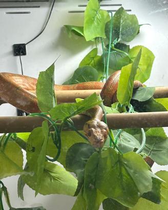 Serpente Corallus Hortolanus