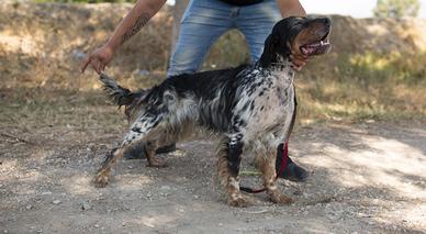Setter pronto caccia