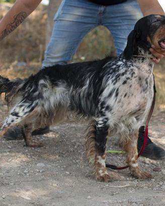Setter pronto caccia
