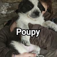 Alabai/Patou-Caucase