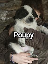 Alabai/Patou-Caucase