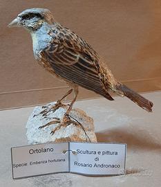 Ortolano in scultura da collezione