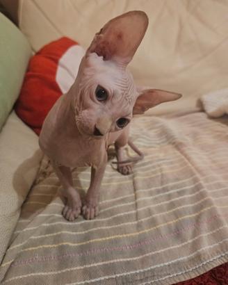 Canadian Sphynx