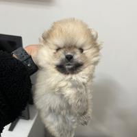 Spitz tedesco nano, volpino di Pomerania