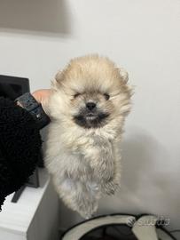 Spitz tedesco nano, volpino di Pomerania