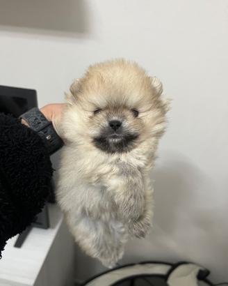 Spitz tedesco nano, volpino di Pomerania