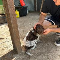 Lagotto maschio di 2 mesi