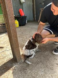 Lagotto maschio di 2 mesi