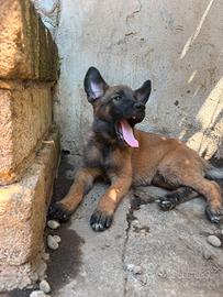Cuccioli pastori belga malinois