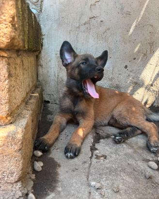 Cuccioli pastori belga malinois