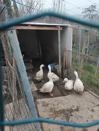 Oche bianche giovani