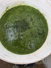 acqua verde fitoplancton 