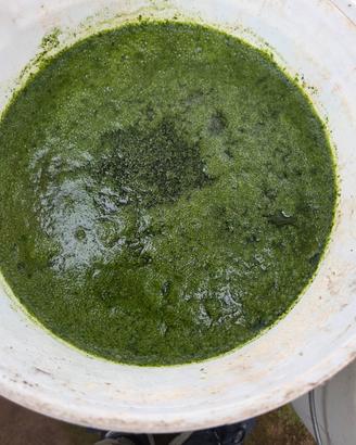 acqua verde fitoplancton 