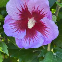 Piante ibisco hibiscus syriacus fiori