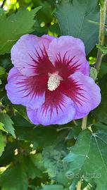 Piante ibisco hibiscus syriacus fiori