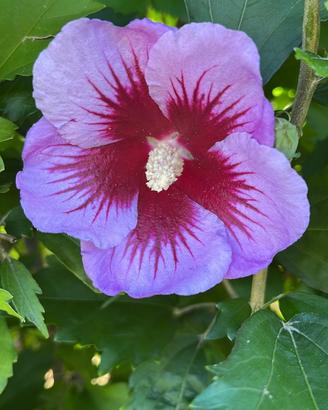 Piante ibisco hibiscus syriacus fiori
