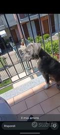 Pitbull