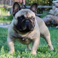Bulldog francese pedigree enci