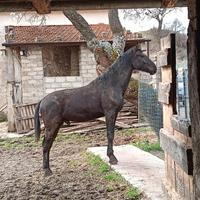 Cavallo maremmano ANAM