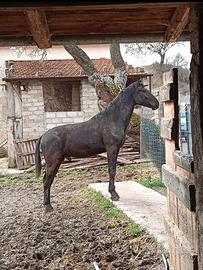 Cavallo maremmano ANAM