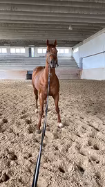 Cavallo