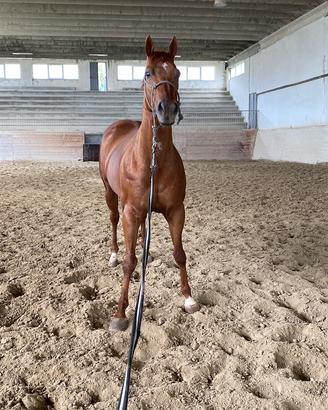 Cavallo