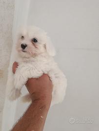 Cuccioli di maltese mini