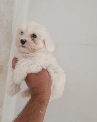 Cuccioli di maltese mini