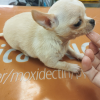 Chihuahua toy cucioli