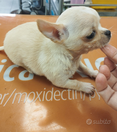 Chihuahua toy cucioli