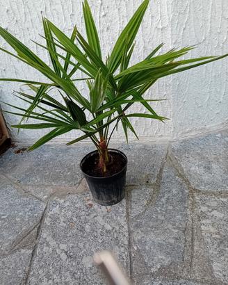 piante di palma