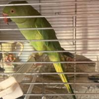 Parrocchetto dal collare