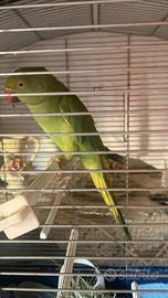 Parrocchetto dal collare