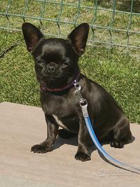 Maschio di chihuahua pelo corto Pedigree ENCI/FCI