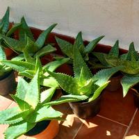 Piante di Aloe Saponaria o maculata