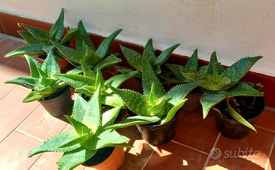 Piante di Aloe Saponaria o maculata