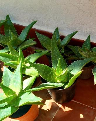 Piante di Aloe Saponaria o maculata