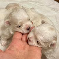 Splendidi cuccioli di Maltese con Pedigree