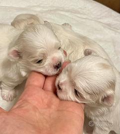Splendidi cuccioli di Maltese con Pedigree