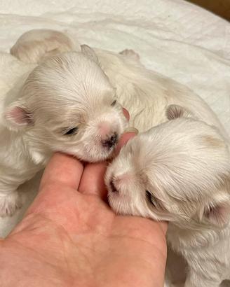 Splendidi cuccioli di Maltese con Pedigree