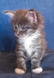 Cucciolo Maine Coon