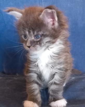 Cucciolo Maine Coon