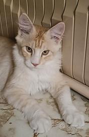 Maine coon
