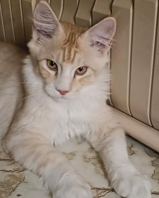Maine coon