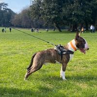 Bull terrier inglese standar disponibile per monta