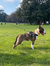 Bull terrier inglese standar disponibile per monta