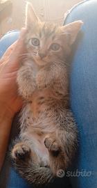 Gattini